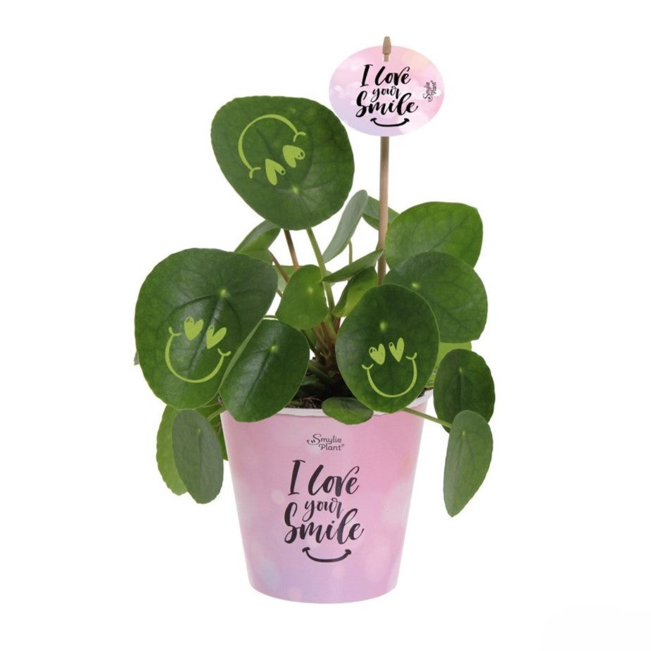 Smylie Plant® | Love in papercup (large)