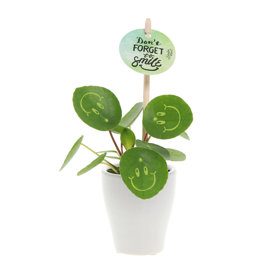 Smylie Plant® | Happy in keramieken pot (small)