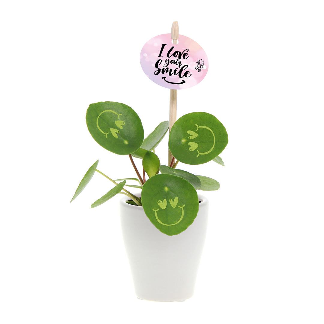 Smylie Plant® | Love in keramieken pot (small)