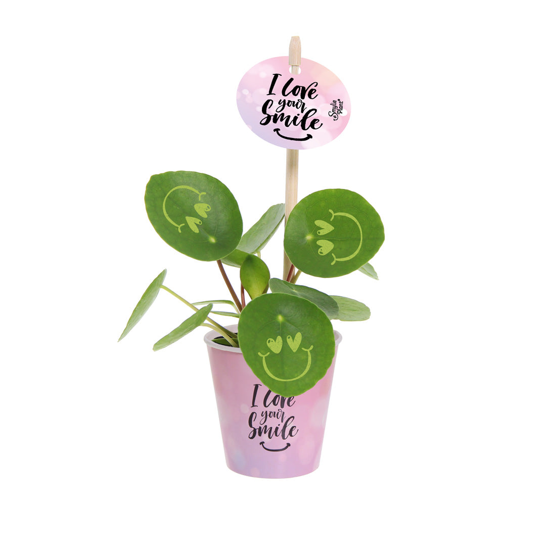 Smylie Plant® | Love in papercup (small)