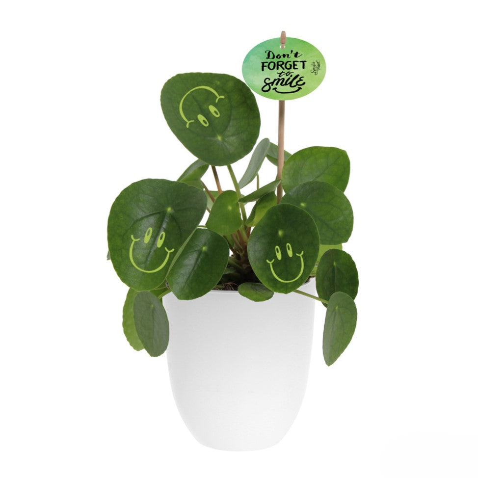 Smylie Plant® | Happy in keramieken pot (large)