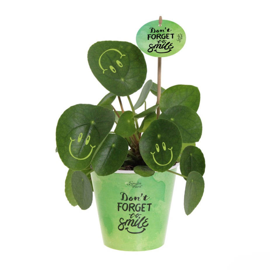 Smylie Plant® | Happy in papercup (large)