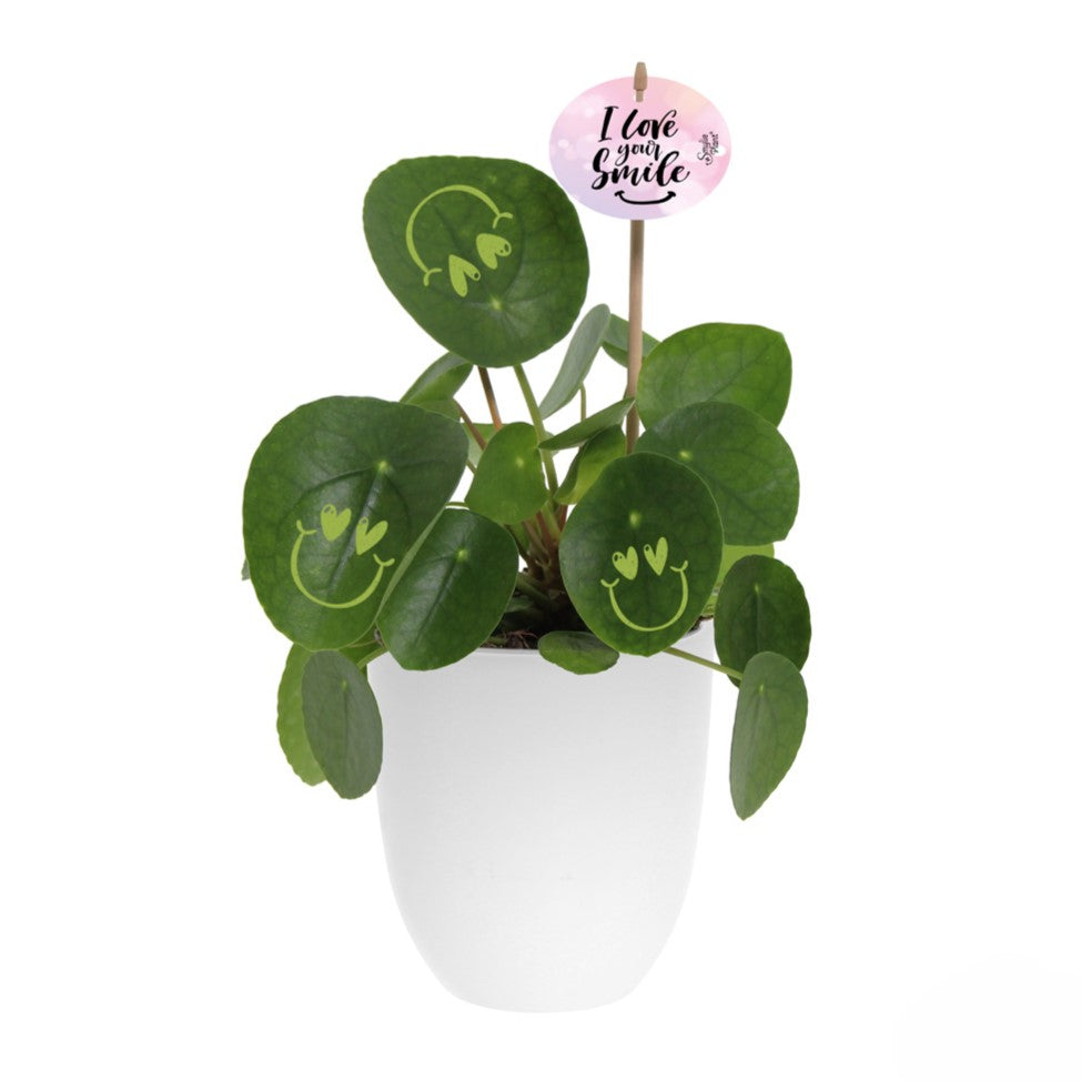 Smylie Plant® | Love in keramieken pot (large)