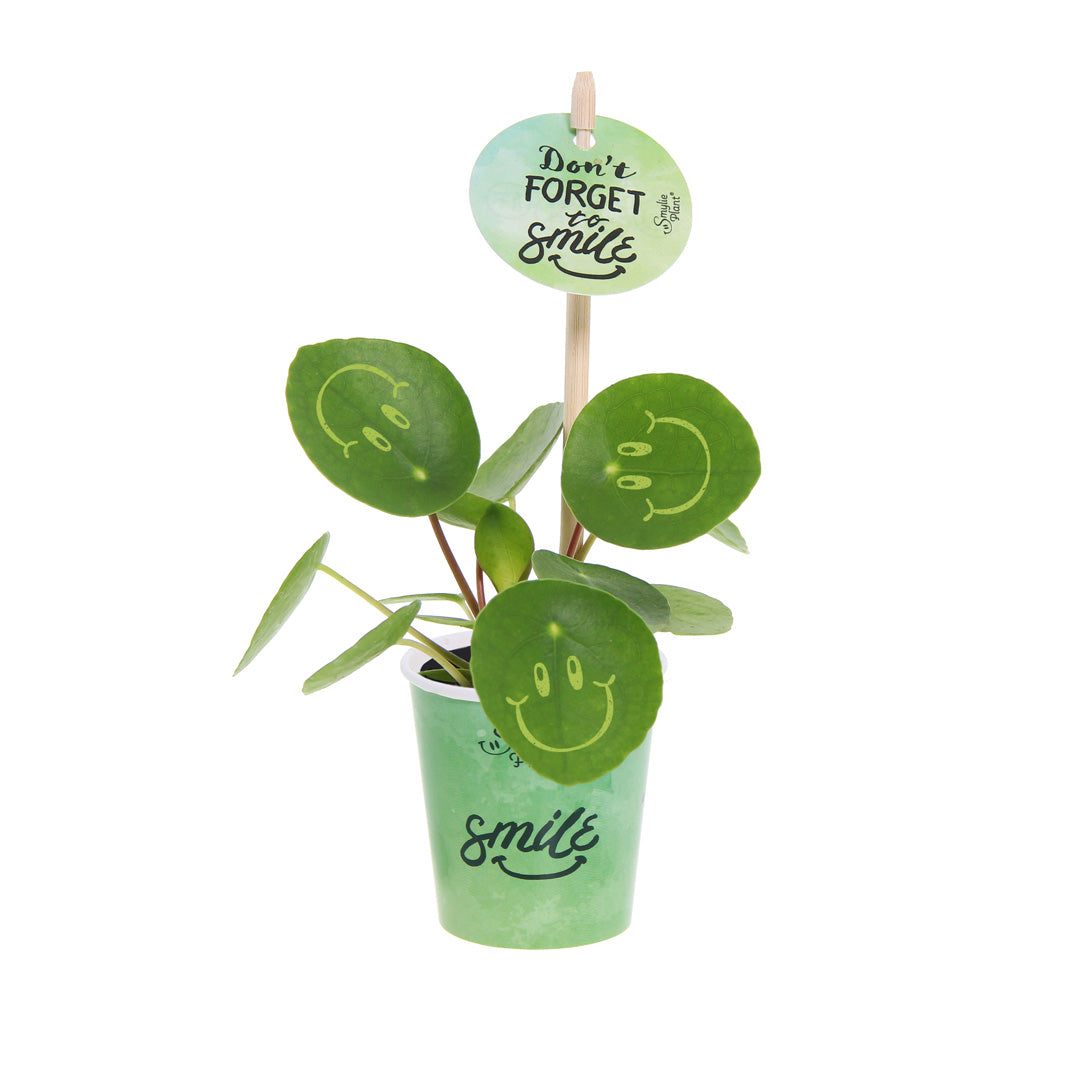 Smylie Plant® | Happy in papercup (small)